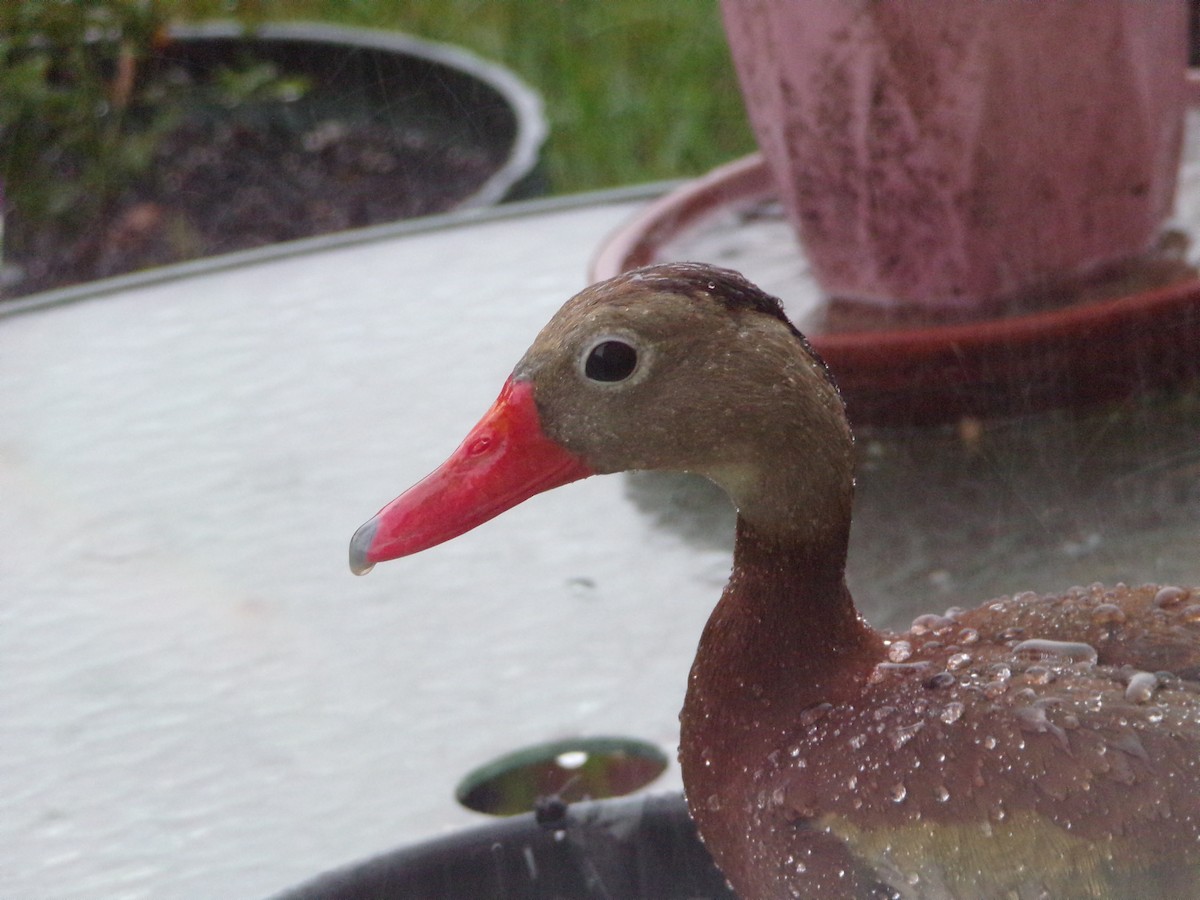 Black-bellied Whistling-Duck - ML620617009