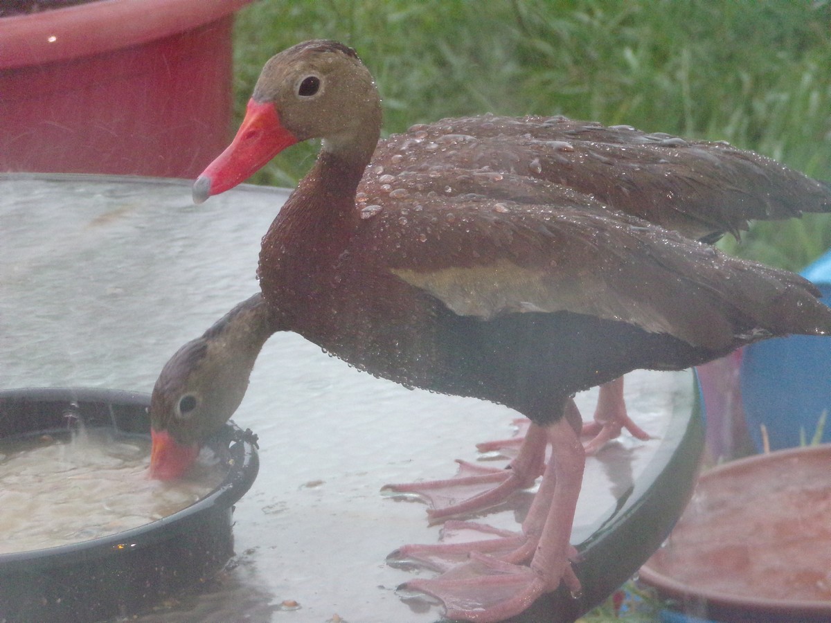 Black-bellied Whistling-Duck - ML620617010