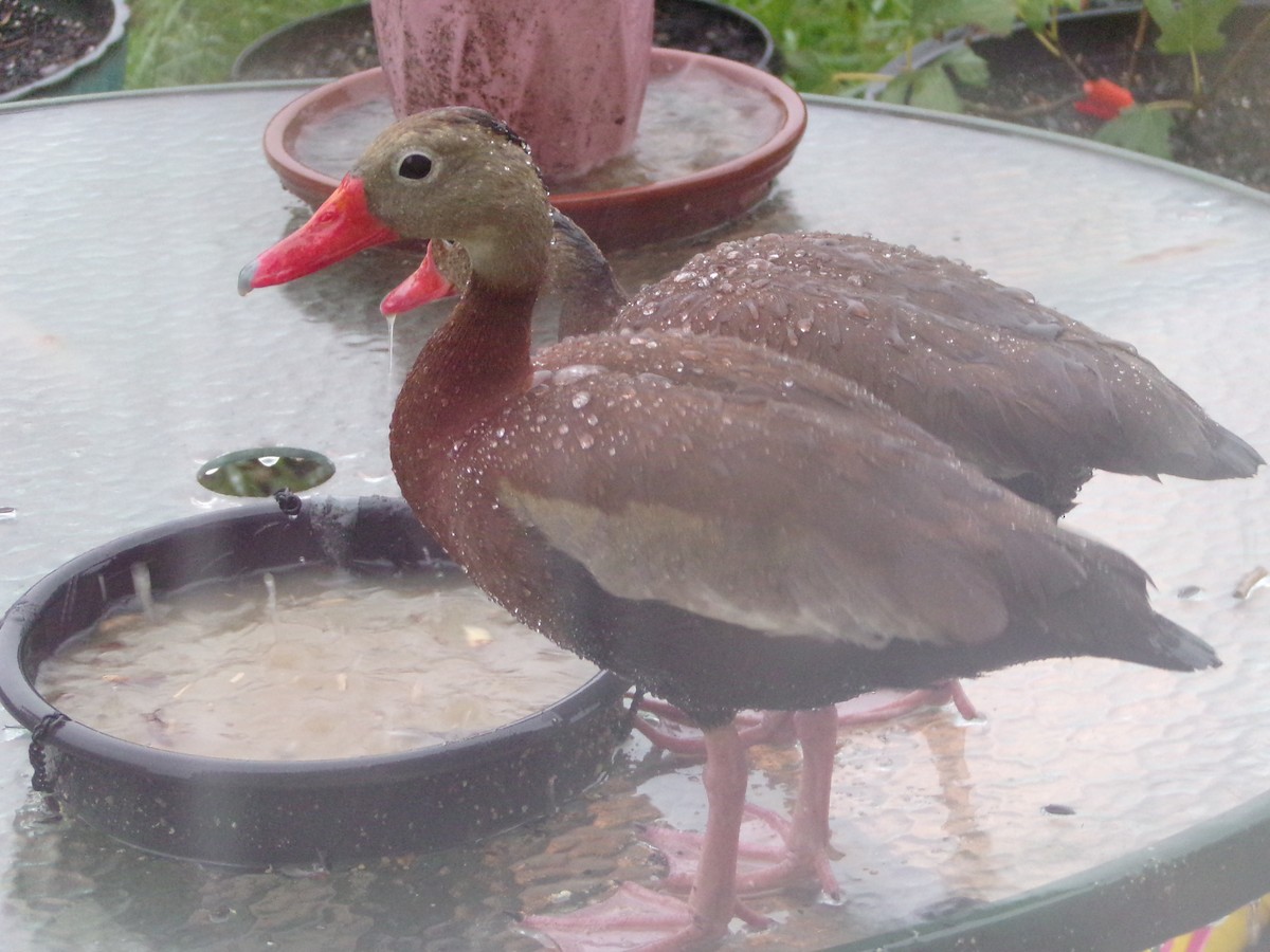 Black-bellied Whistling-Duck - Texas Bird Family