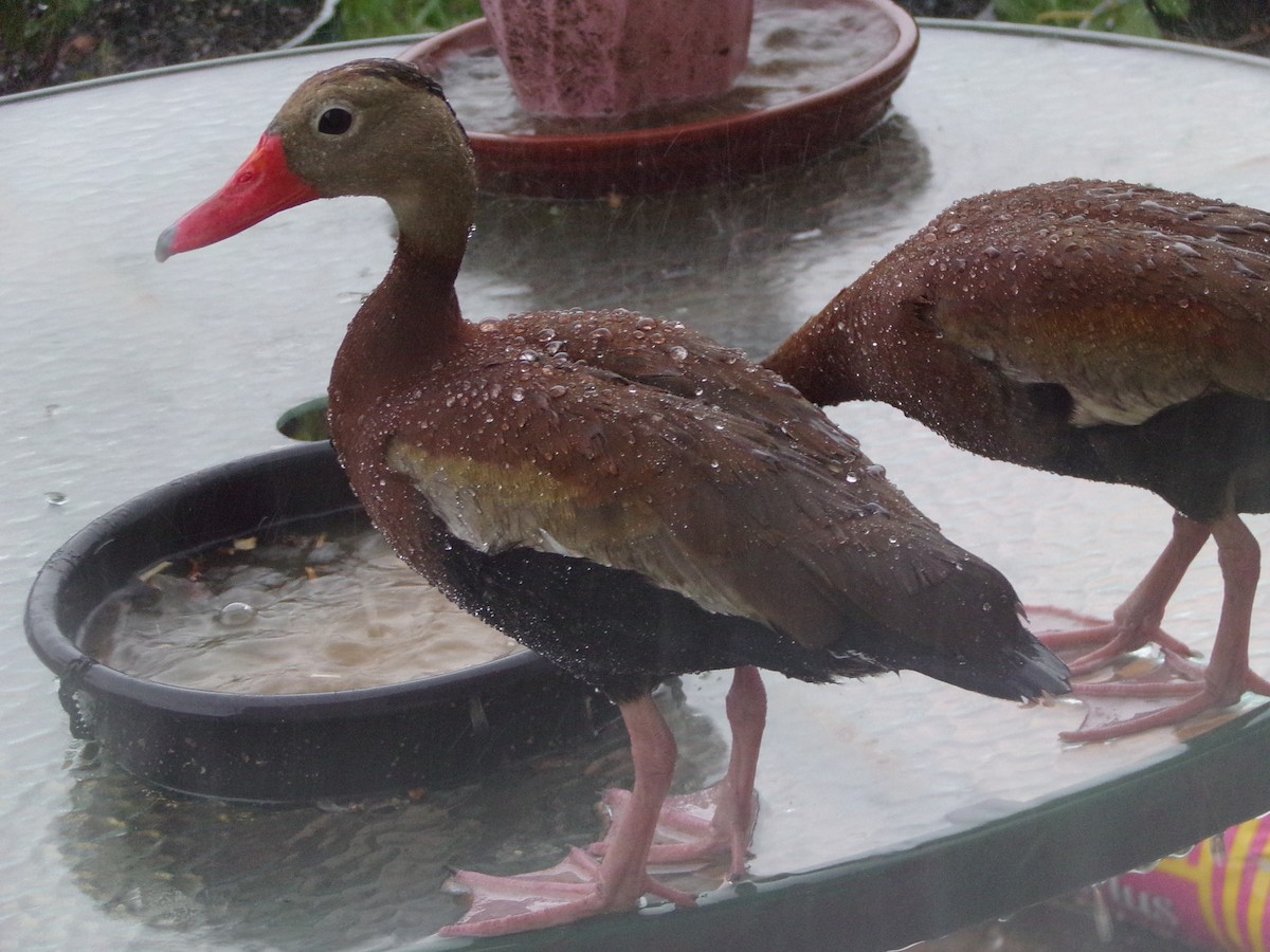 Black-bellied Whistling-Duck - ML620617012