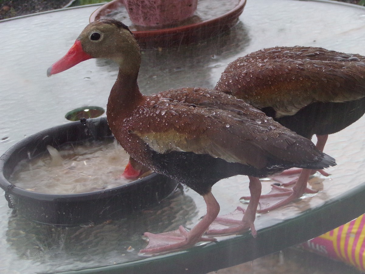 Black-bellied Whistling-Duck - ML620617013