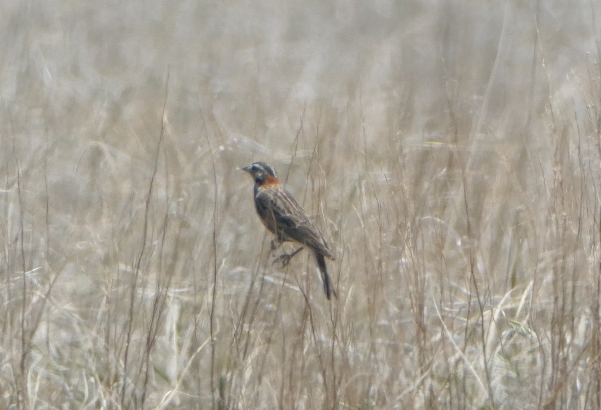 Chestnut-collared Longspur - ML620617014