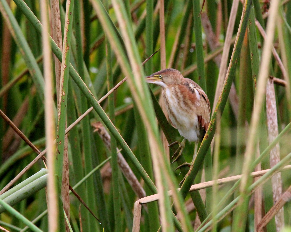 Least Bittern - ML620617015