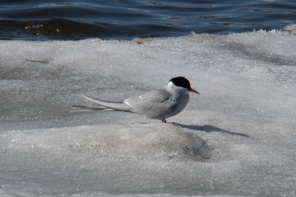 Arctic Tern - ML620617016