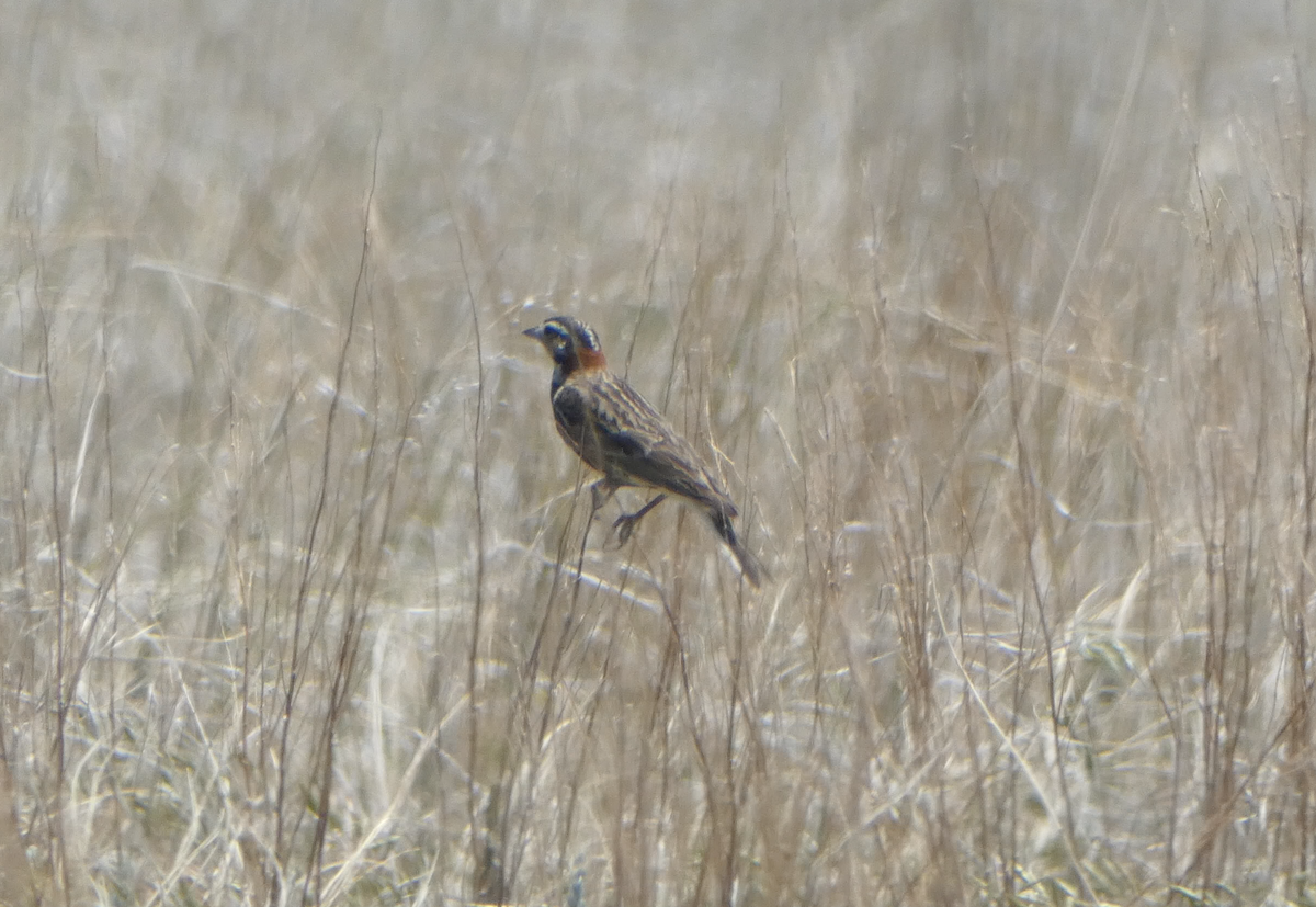 Chestnut-collared Longspur - ML620617018