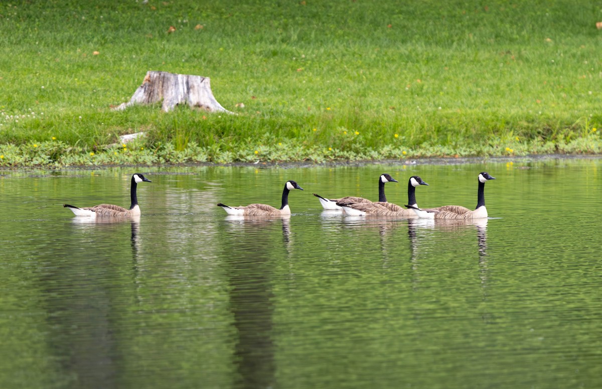 Canada Goose - ML620617019