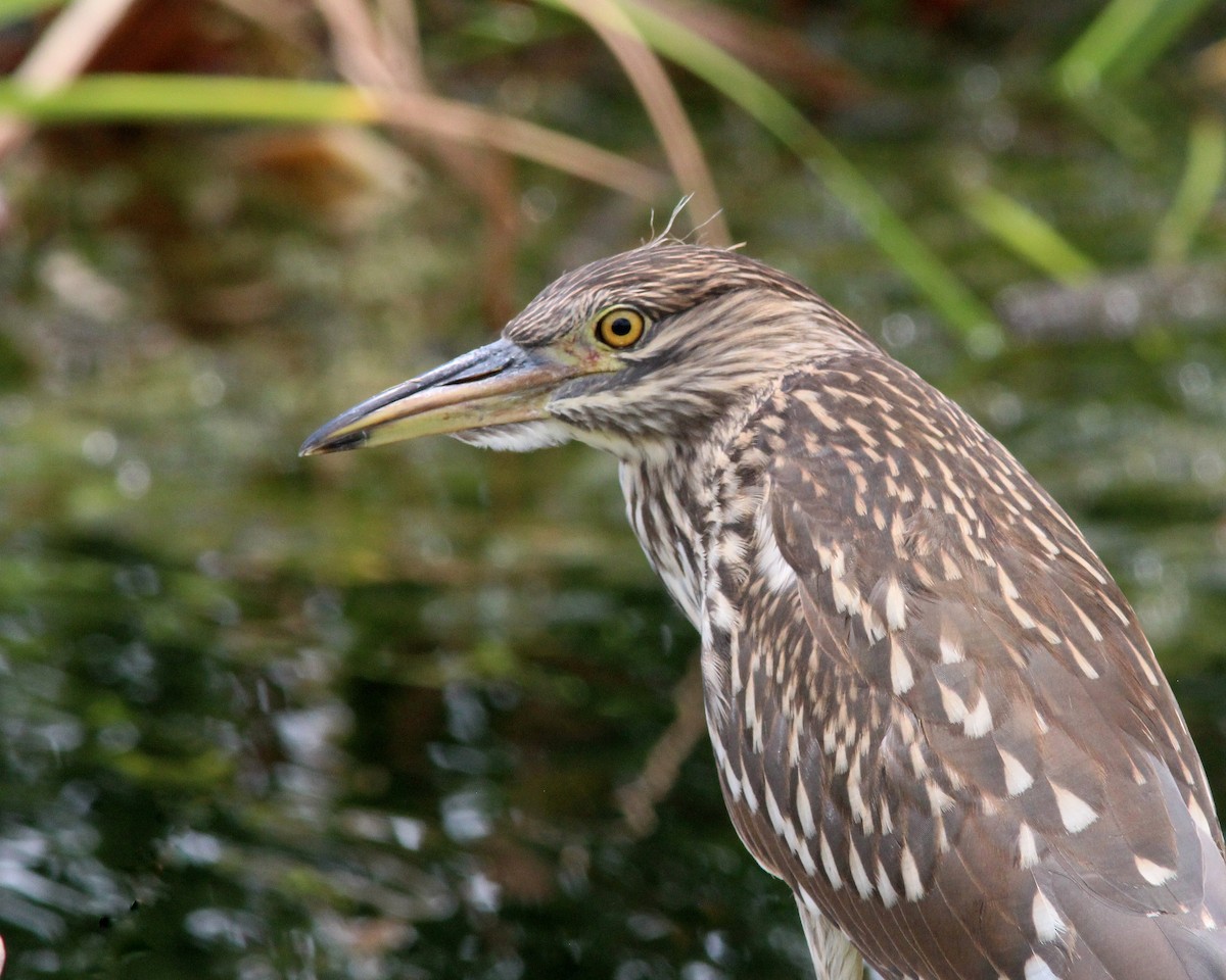 Black-crowned Night Heron - ML620617020