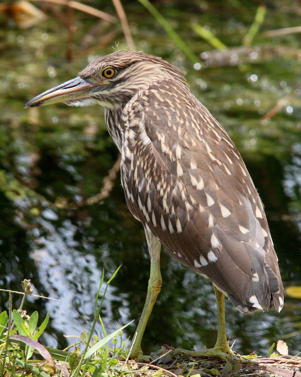 Black-crowned Night Heron - ML620617021