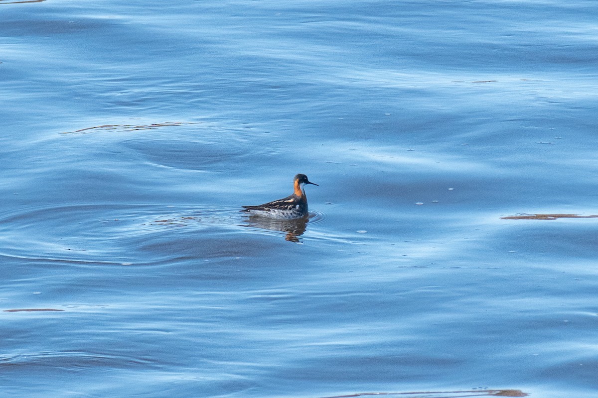 Red-necked Phalarope - ML620617022