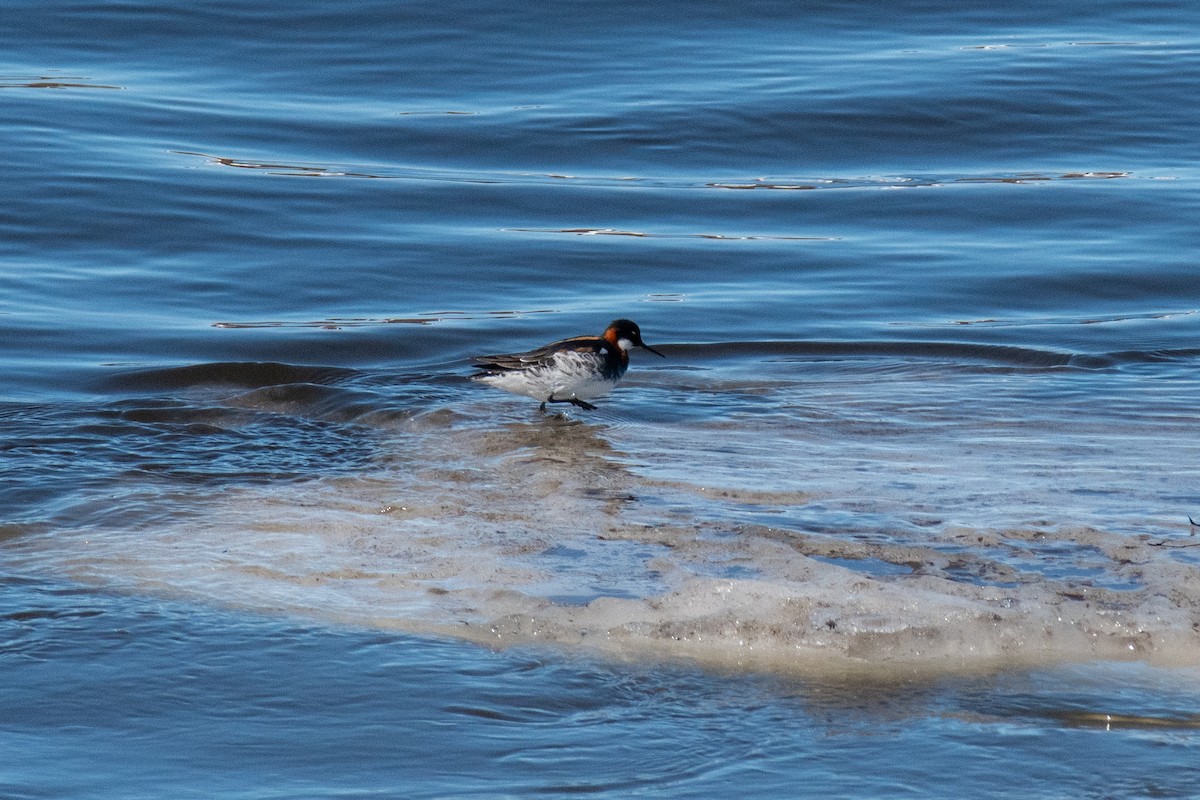 Phalarope à bec étroit - ML620617023