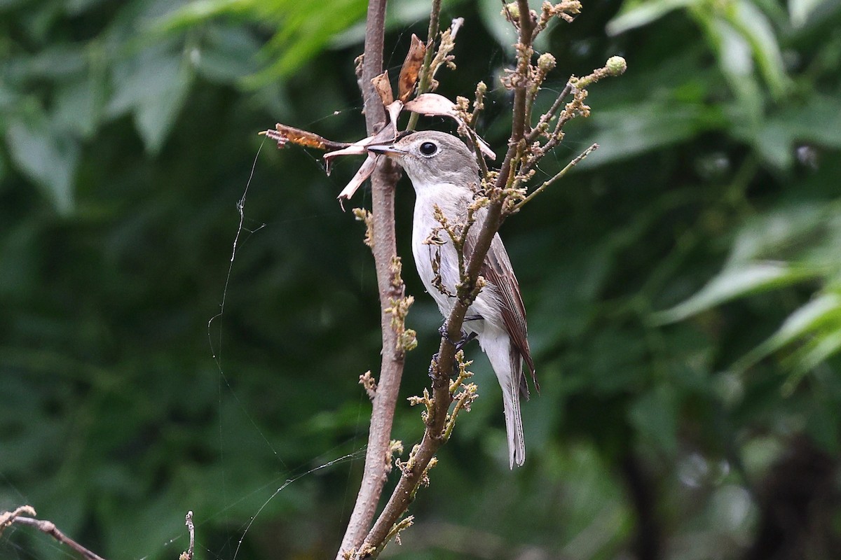 Asian Brown Flycatcher - ML620617024