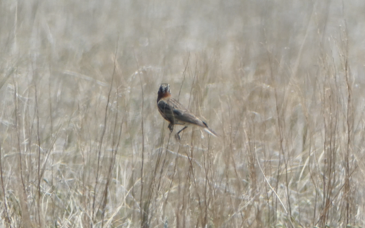 Chestnut-collared Longspur - ML620617025