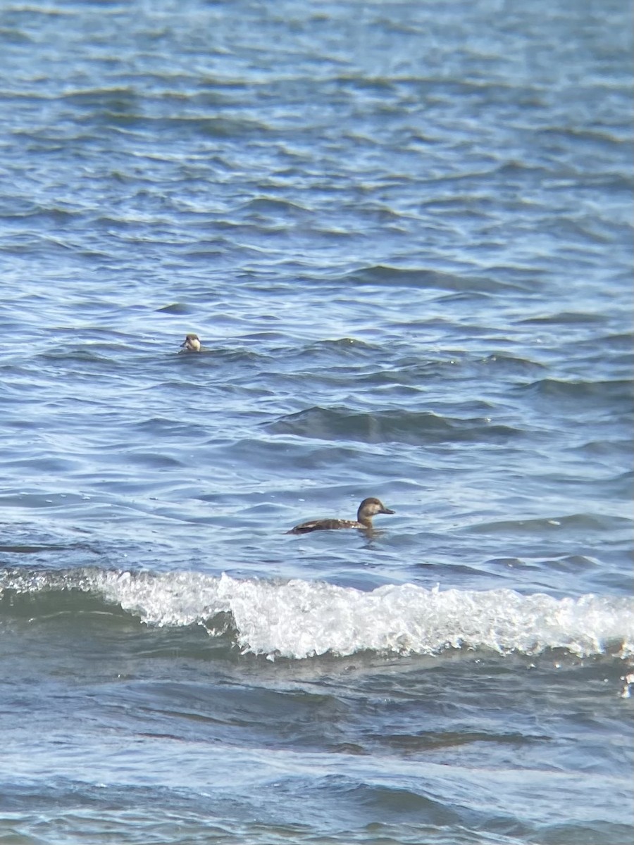 Black Scoter - ML620617028