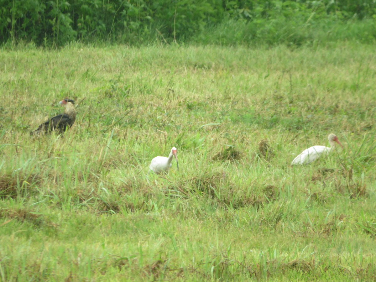 Caracara huppé - ML620617033