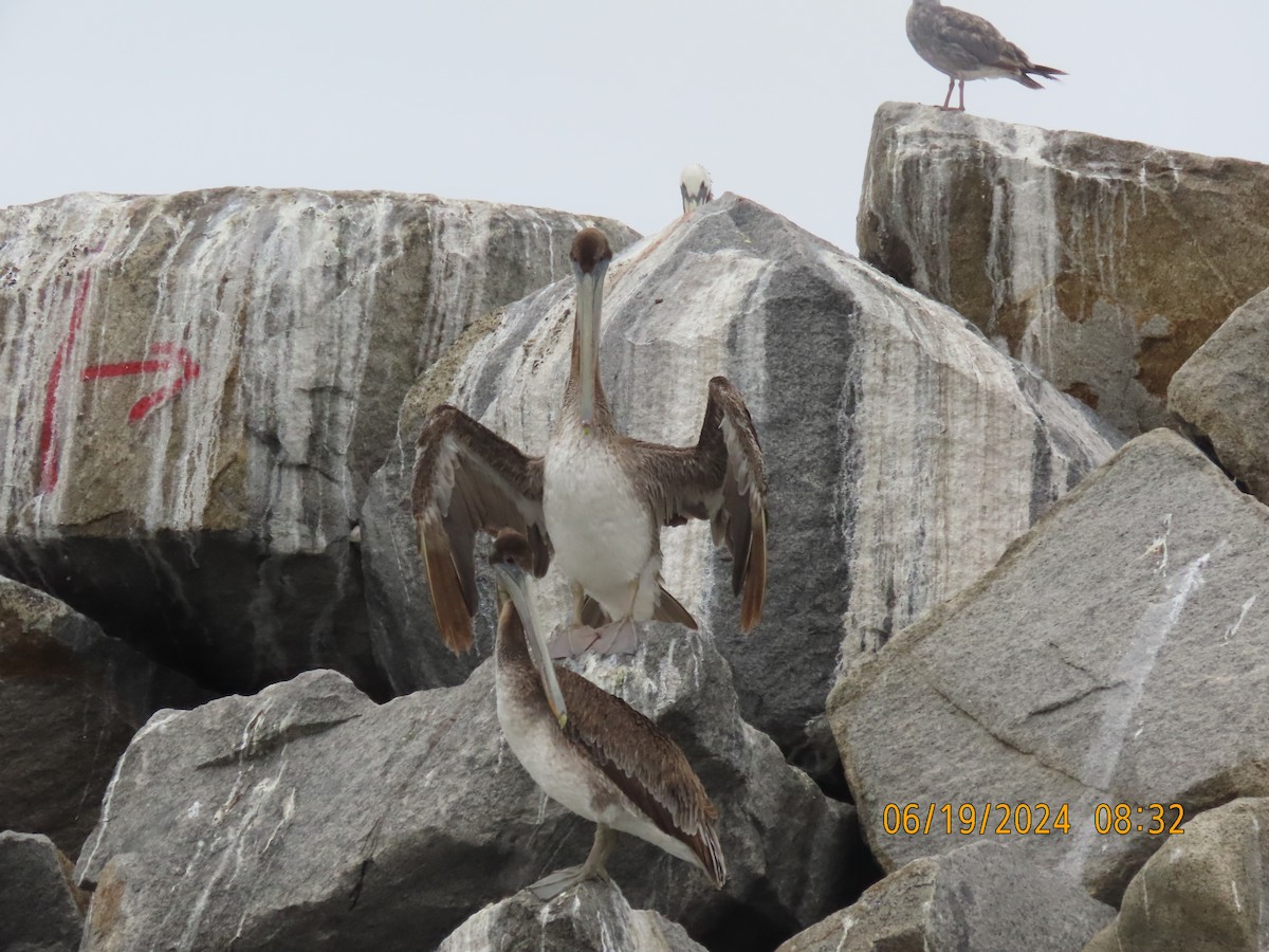 Brown Pelican - ML620617035