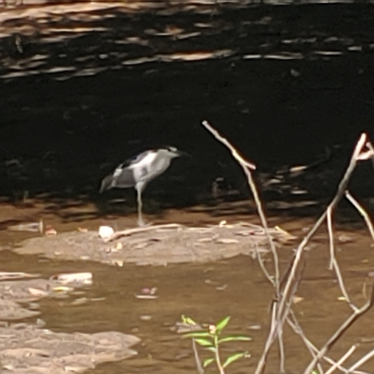 Black-crowned Night Heron - ML620617039