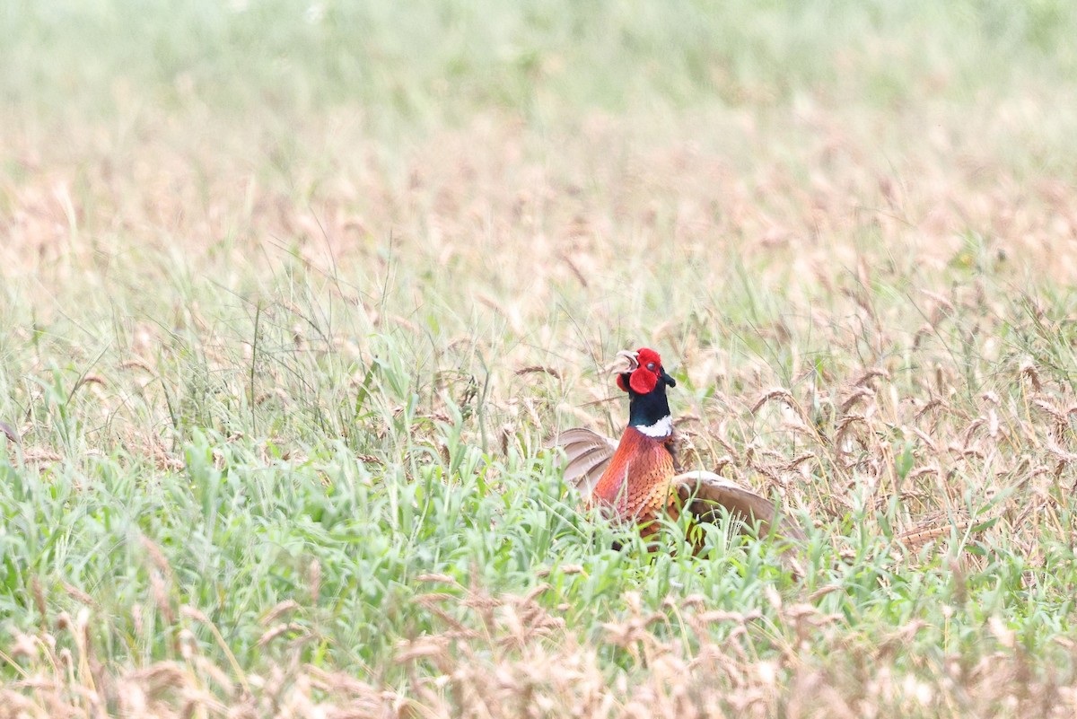 Ring-necked Pheasant - ML620617040