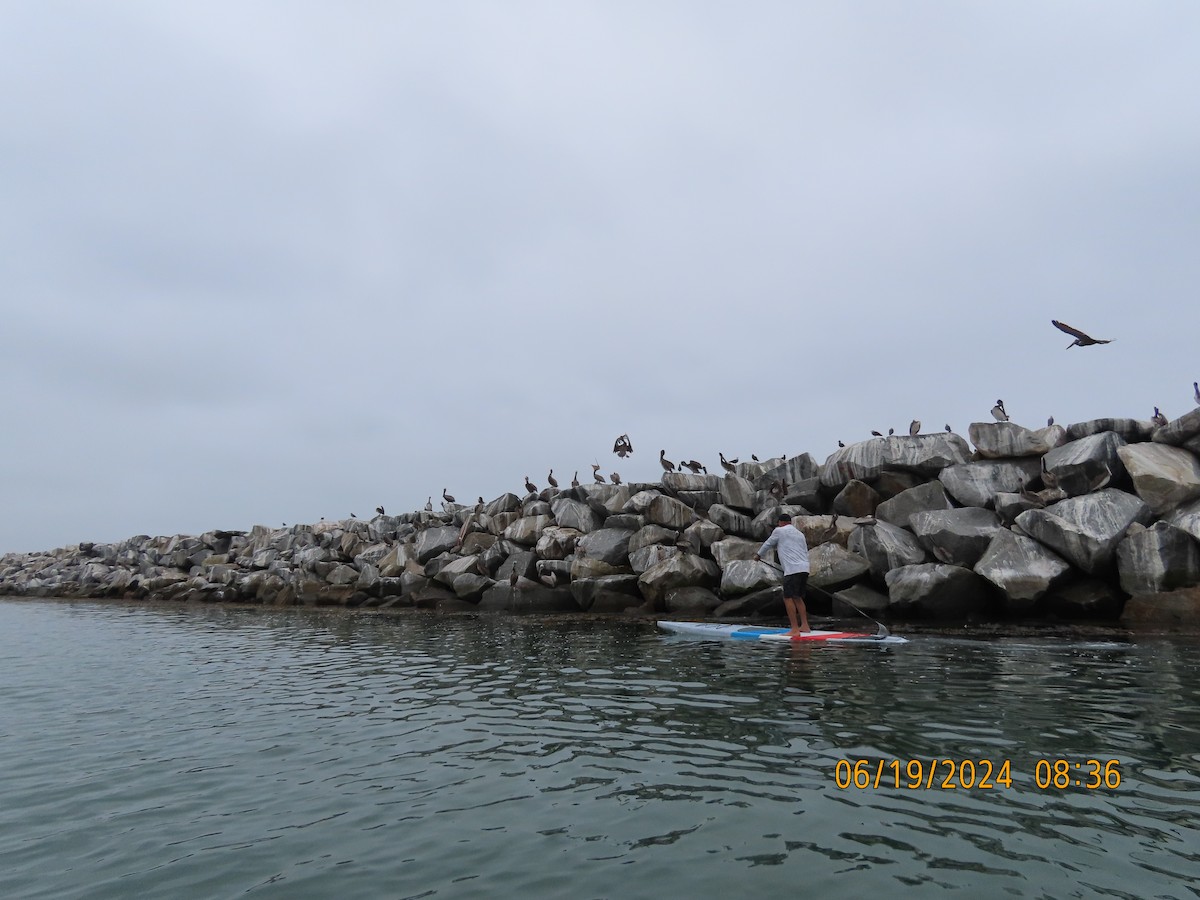 Brown Pelican - ML620617041