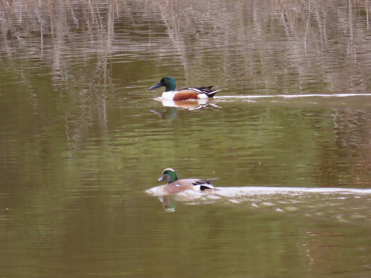 American Wigeon - ML620617043