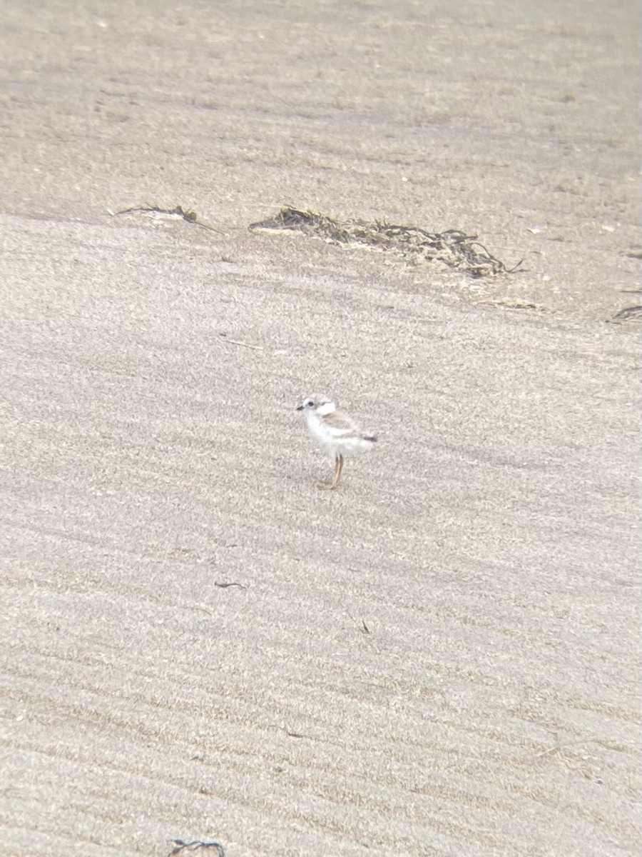 Piping Plover - ML620617045