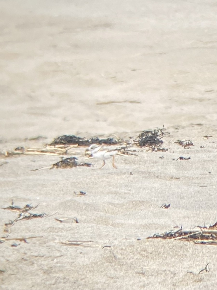 Piping Plover - ML620617046