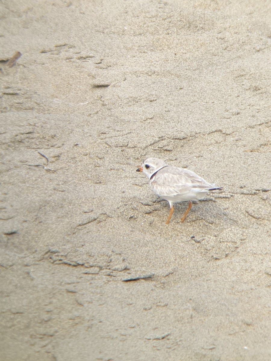 Piping Plover - ML620617047