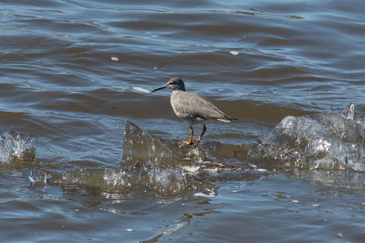 Wandering Tattler - ML620617049