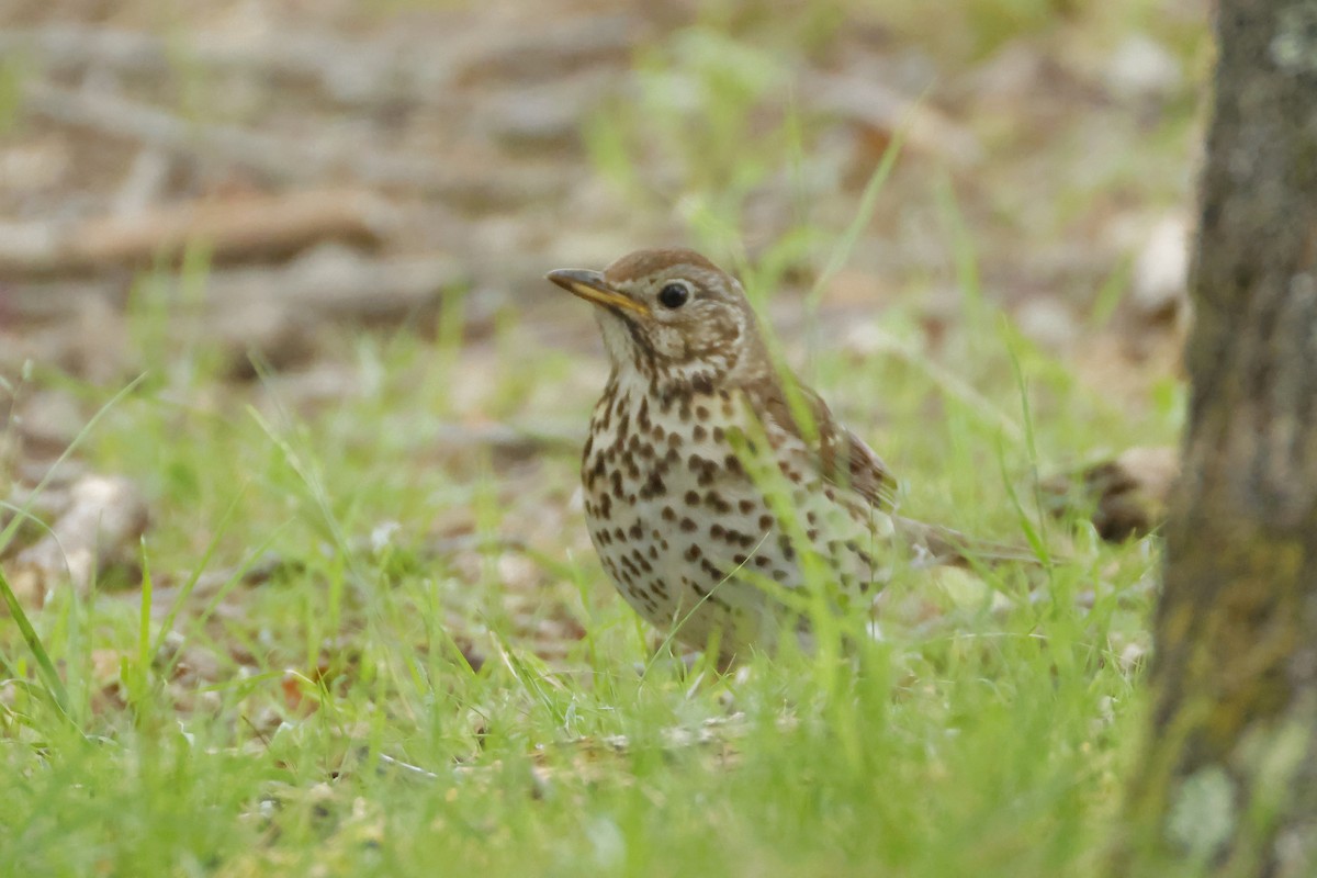 Song Thrush - ML620617051