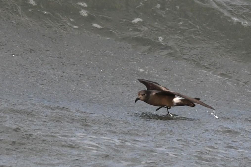 Leach's Storm-Petrel (Leach's) - ML620617052