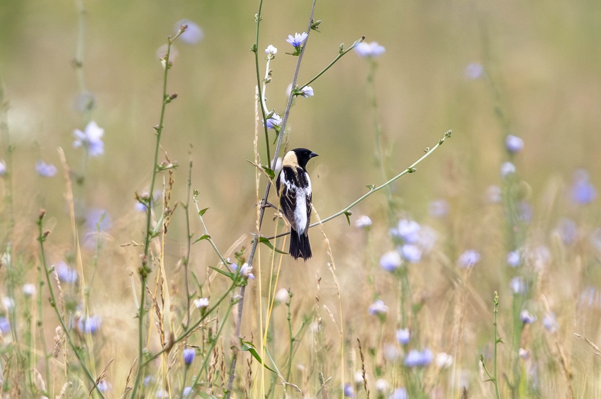 Bobolink - Brad Everhart