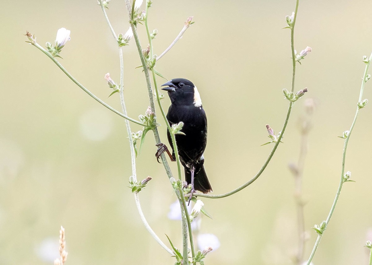 Bobolink - ML620617054