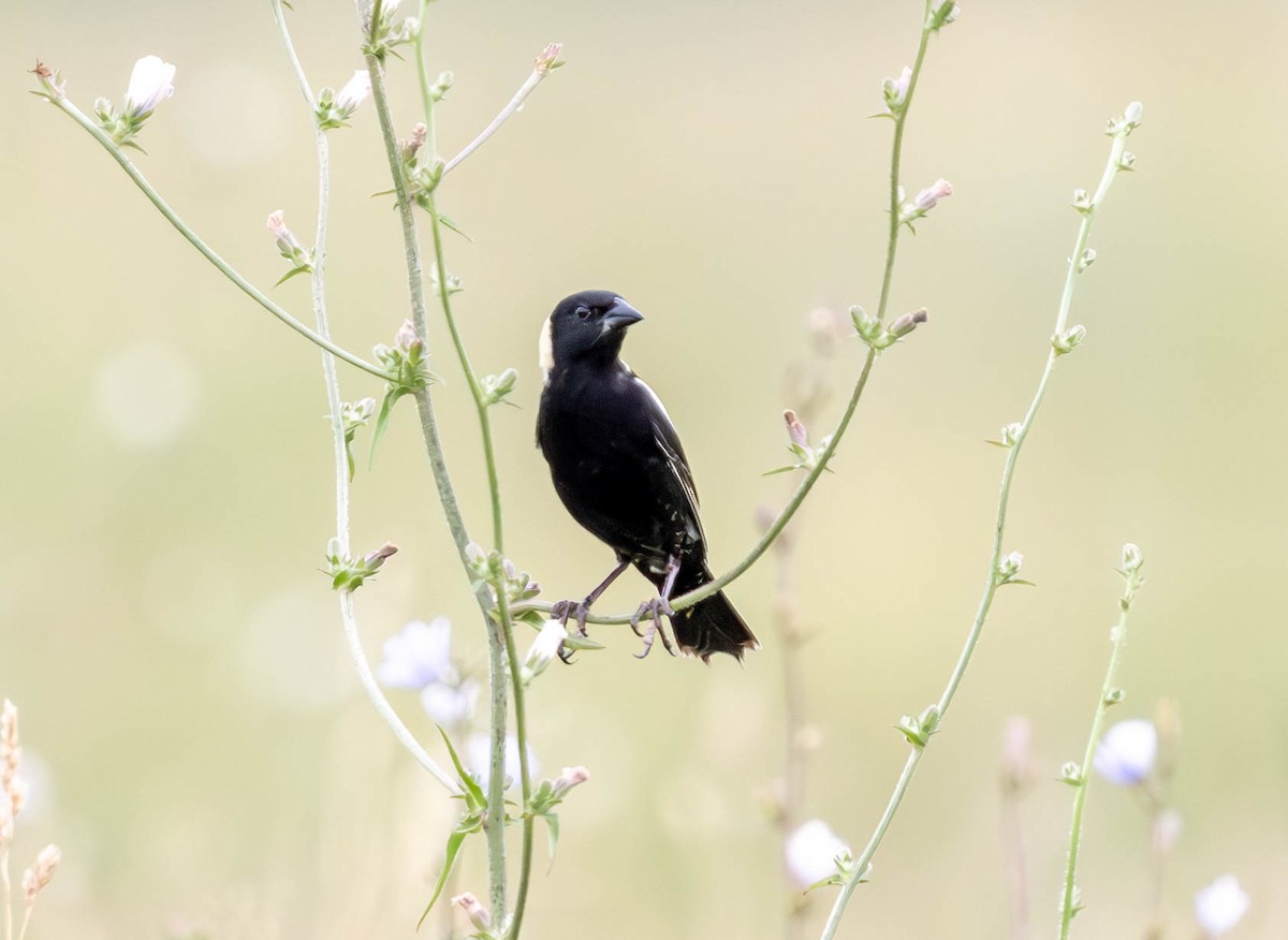 bobolink americký - ML620617056