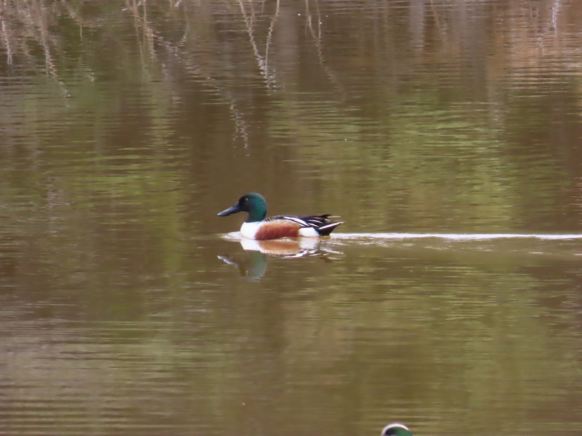 Northern Shoveler - ML620617057