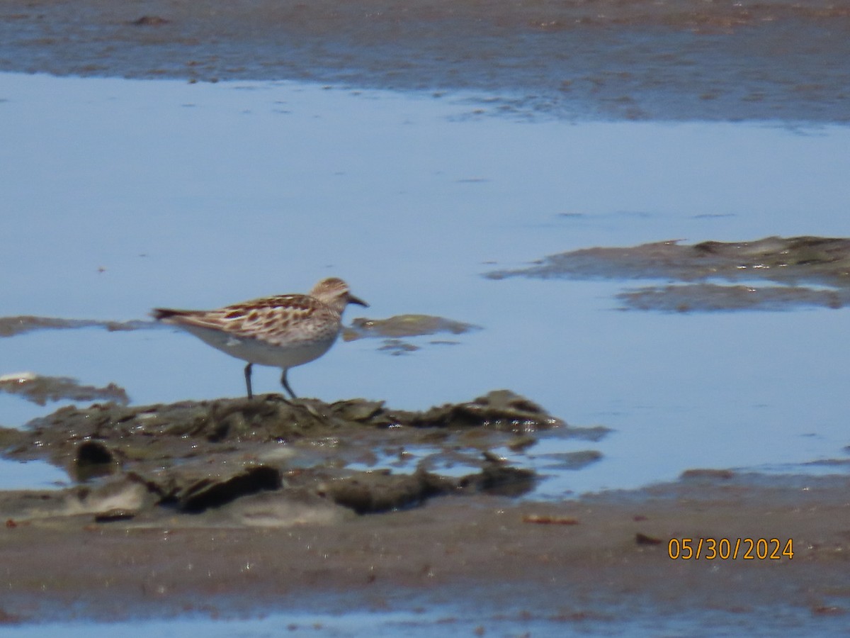 White-rumped Sandpiper - Liz Markiewicz