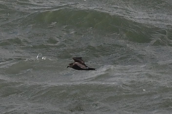 Leach's Storm-Petrel (Leach's) - ML620617062