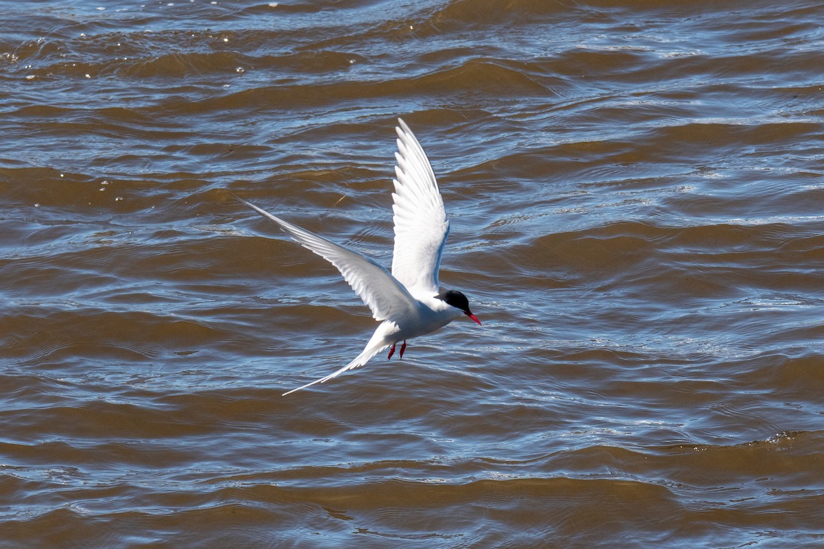 Arctic Tern - ML620617063