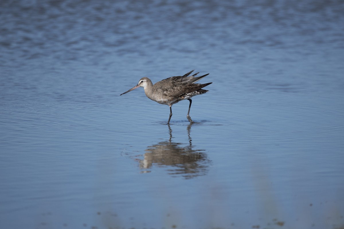 Hudsonian Godwit - ML620617065