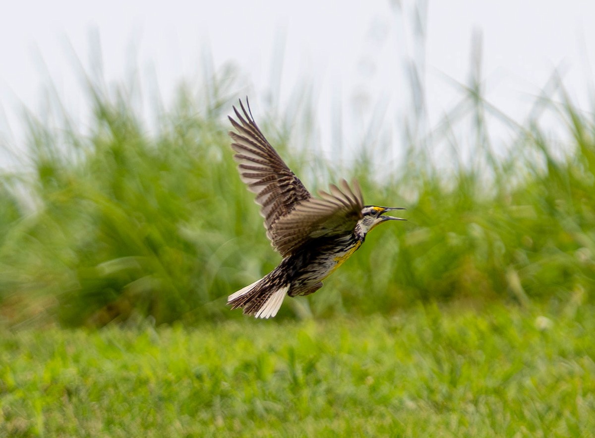 Eastern Meadowlark - Brad Everhart