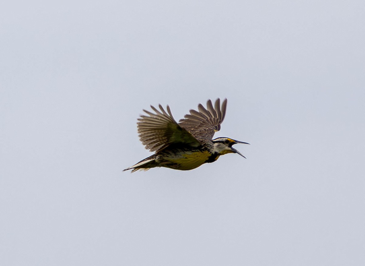 Eastern Meadowlark - ML620617069