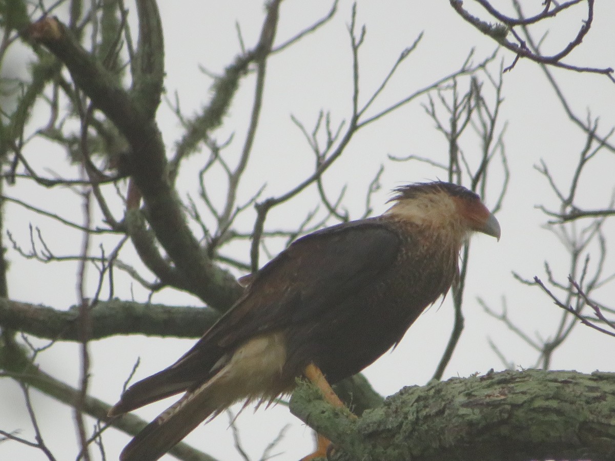 Caracara huppé - ML620617075