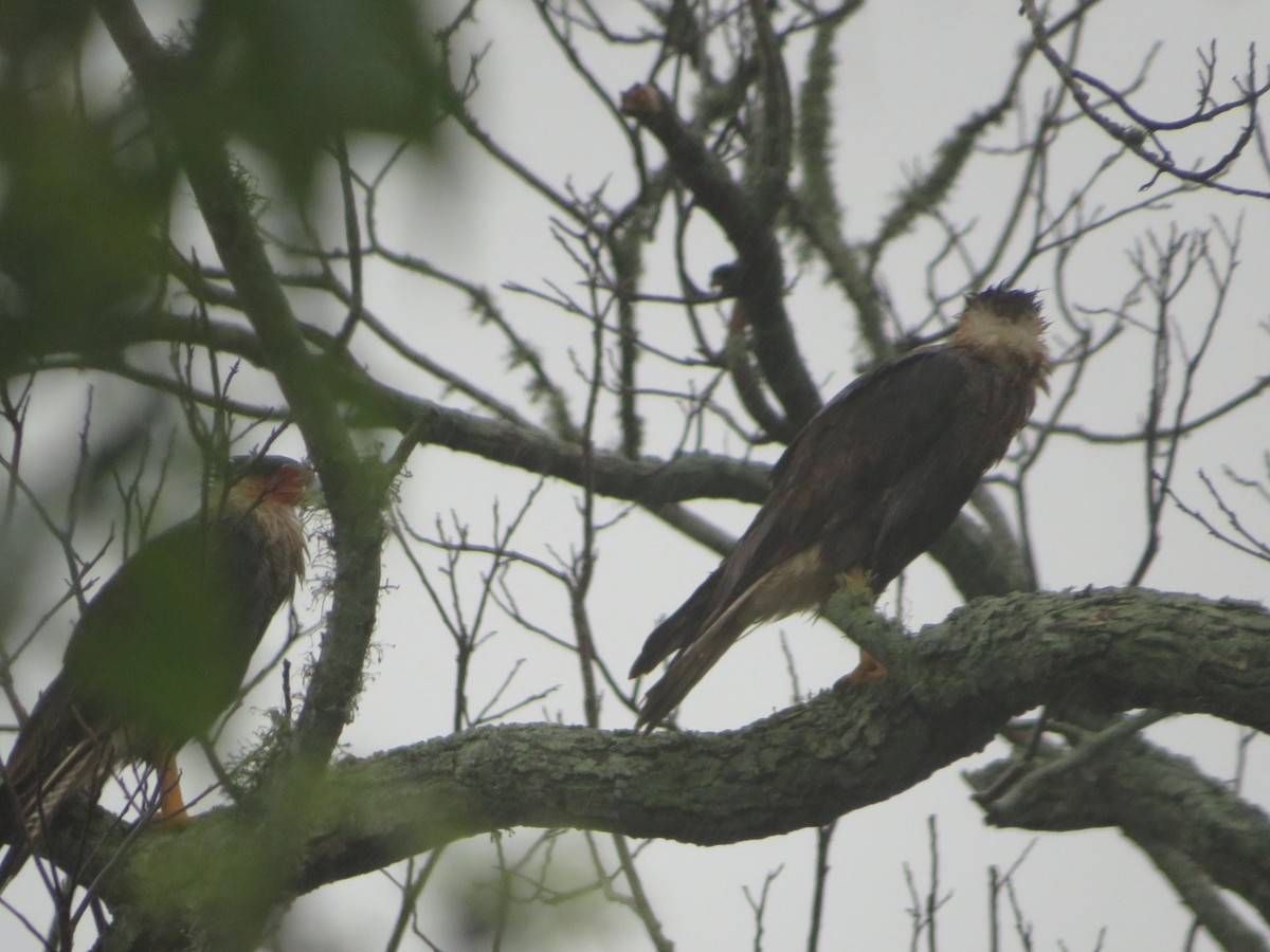 Caracara huppé - ML620617076