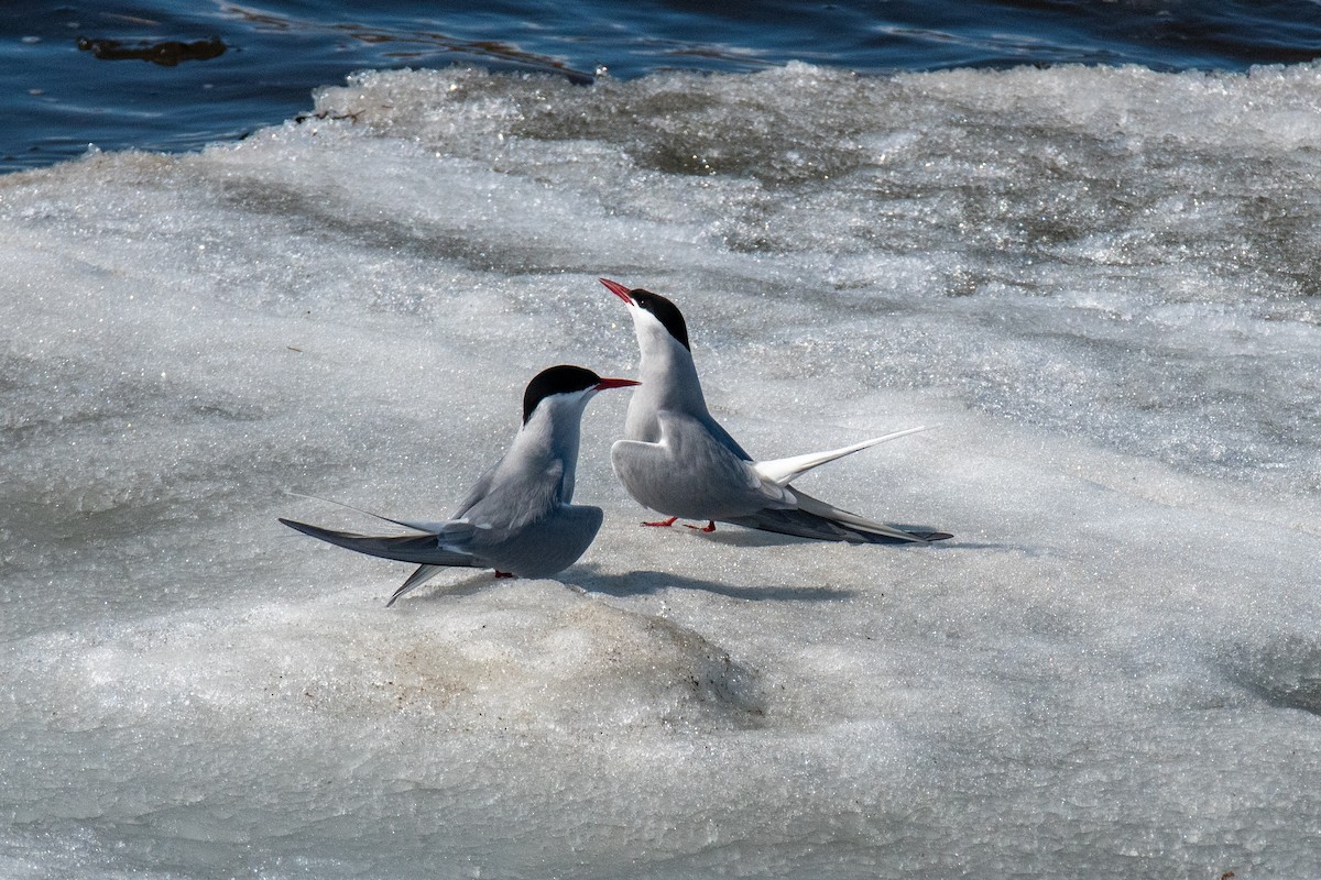 Arctic Tern - ML620617079