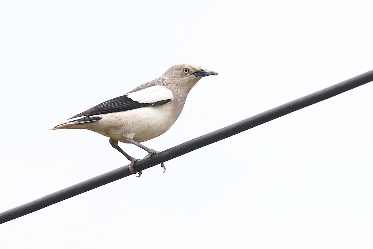 White-shouldered Starling - ML620617083