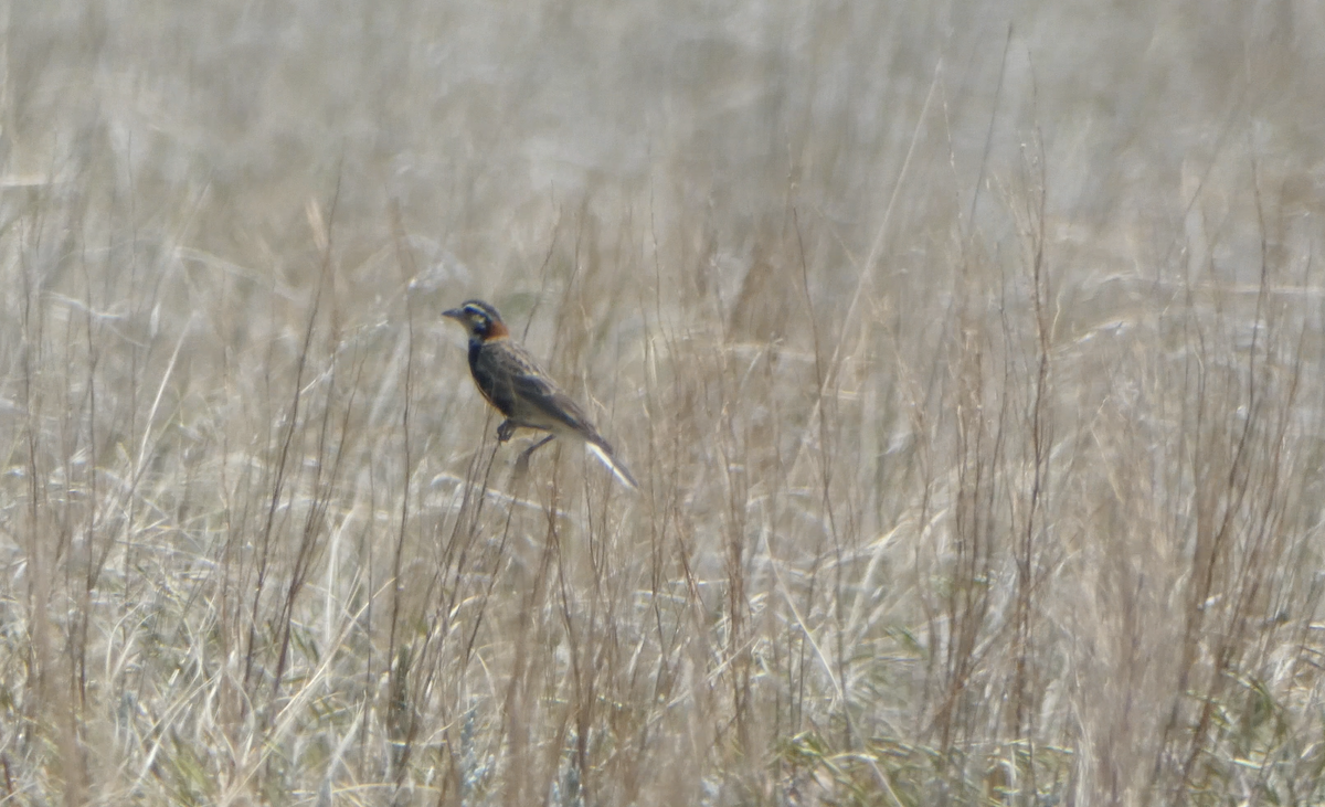 Chestnut-collared Longspur - ML620617085