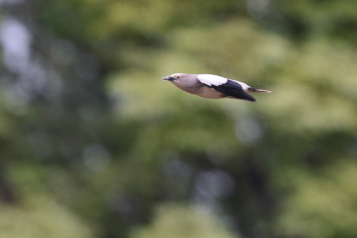 White-shouldered Starling - ML620617086