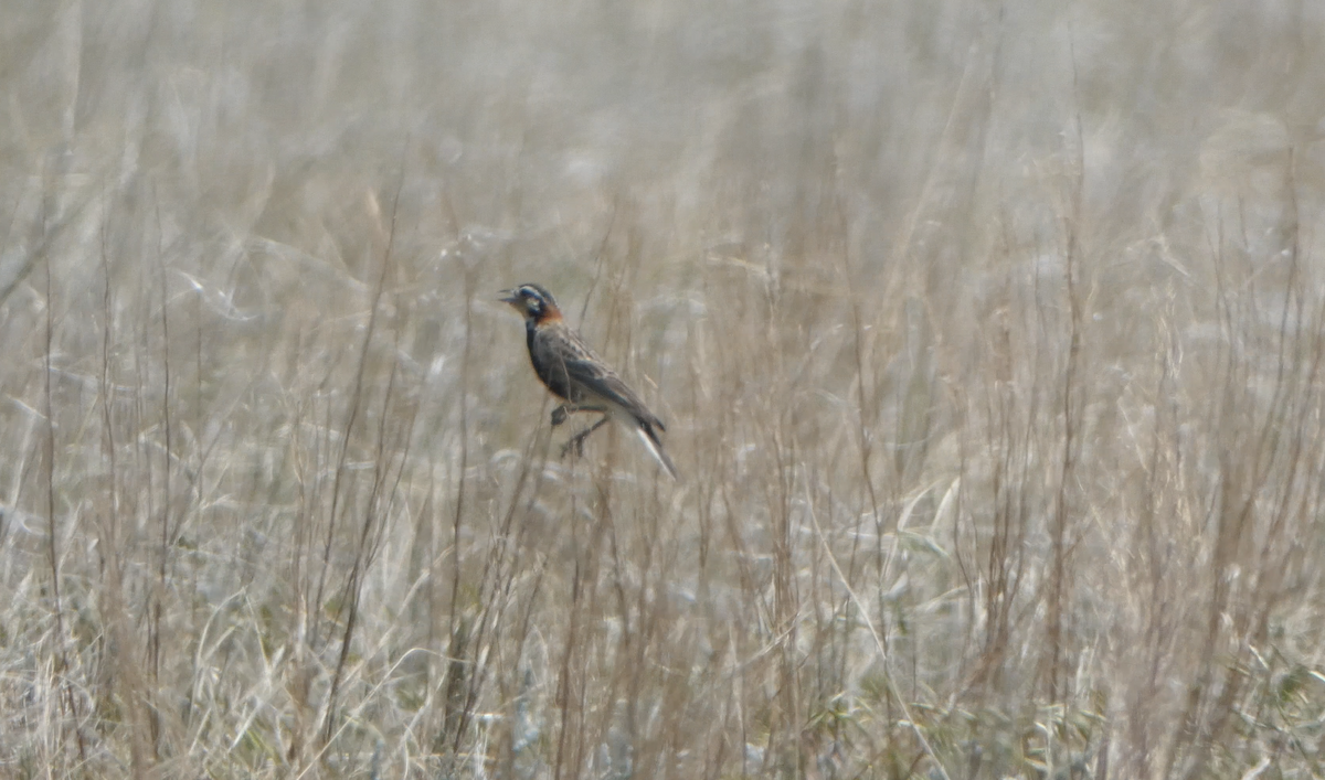 Chestnut-collared Longspur - ML620617089