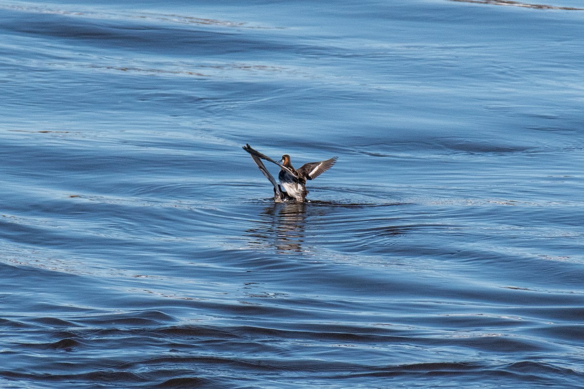 Phalarope à bec étroit - ML620617090