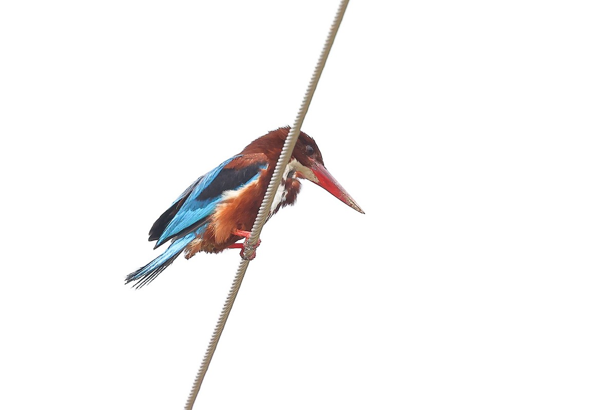 White-throated Kingfisher - Sam Zhang