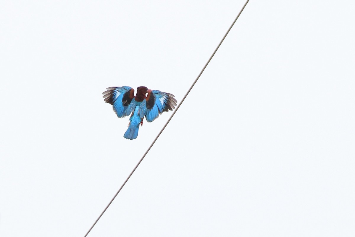 White-throated Kingfisher - ML620617094