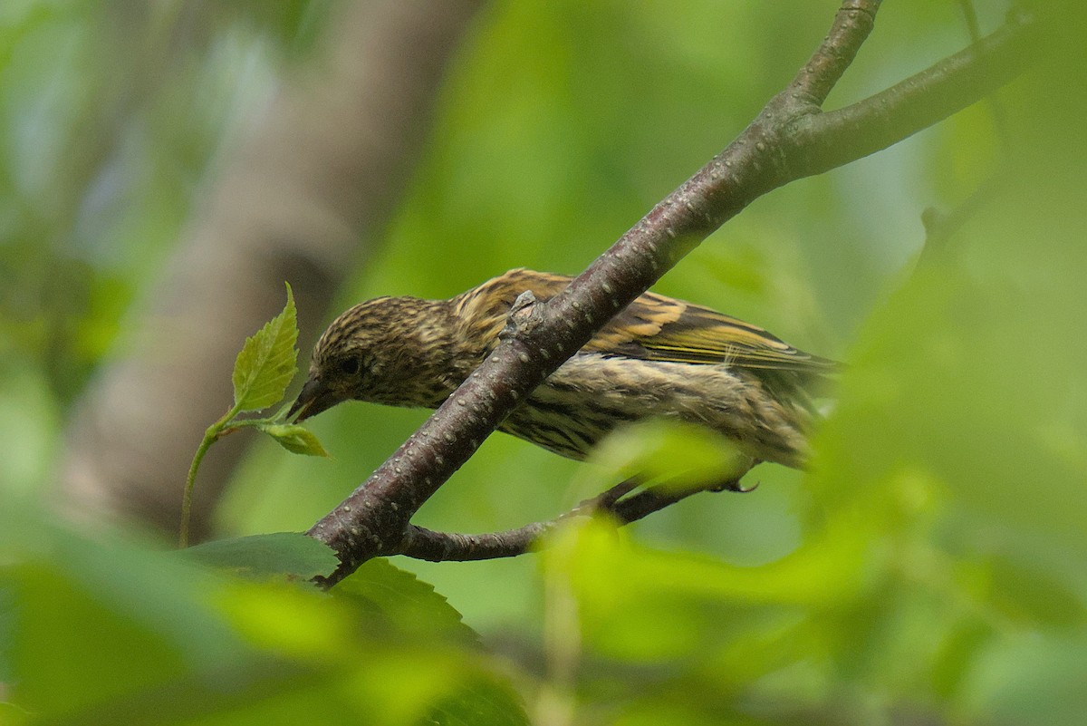 Pine Siskin - Joshua Murphy